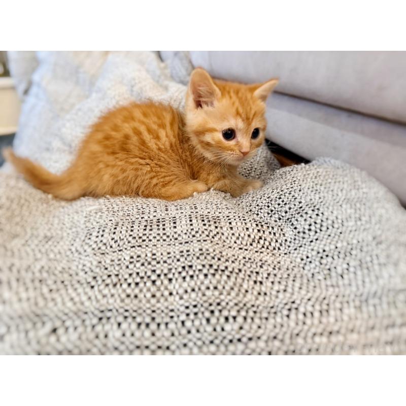 販売中の徳島県のマンチカン(短足)-134280の9枚目