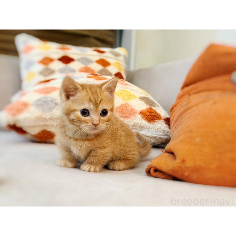 販売中の徳島県のマンチカン(短足)-134280の8枚目