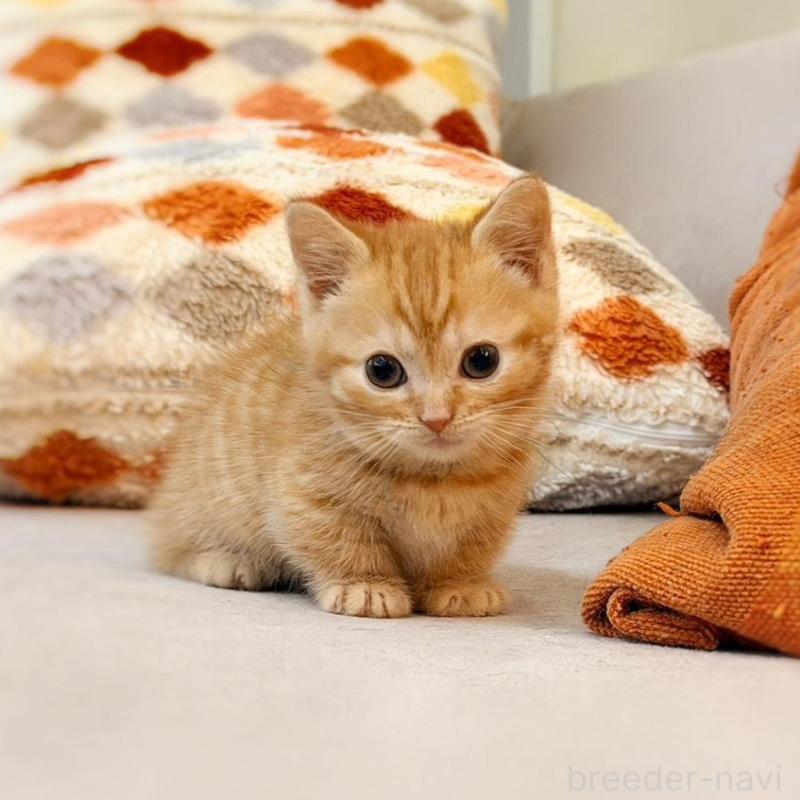 販売中ののマンチカン(短足)-134280