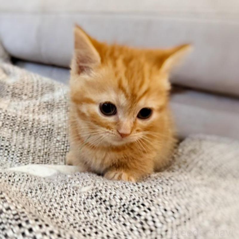 販売中の徳島県のマンチカン(短足)-134280の7枚目