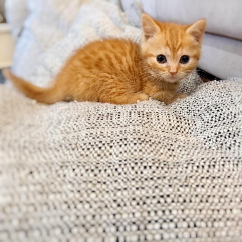 販売中の徳島県のマンチカン(短足)-134280の6枚目