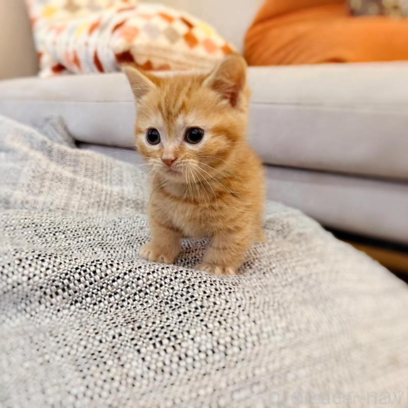 販売中の徳島県のマンチカン(短足)-134280の5枚目