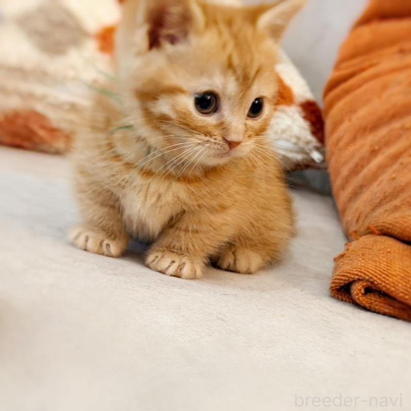 販売中の徳島県のマンチカン(短足)-134280の4枚目