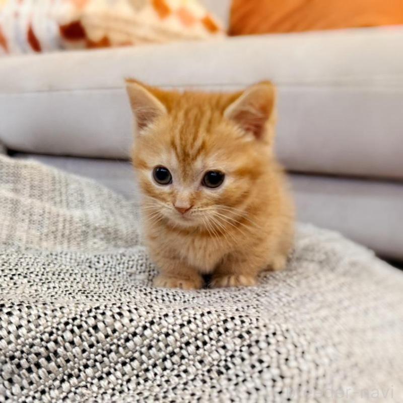 販売中の徳島県のマンチカン(短足)-134280の3枚目