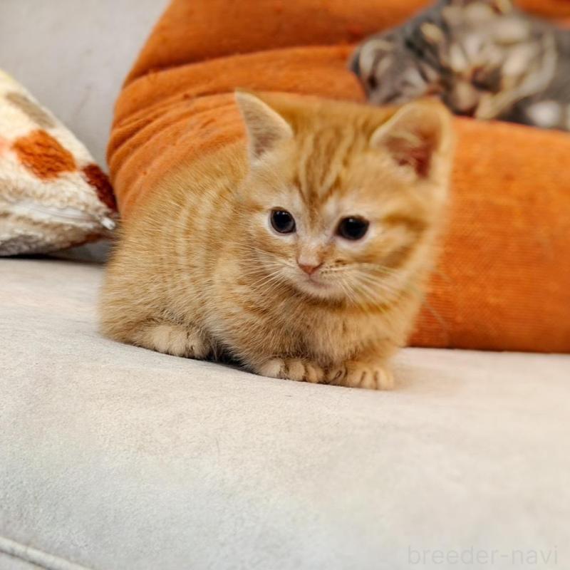 販売中の徳島県のマンチカン(短足)-134280の2枚目