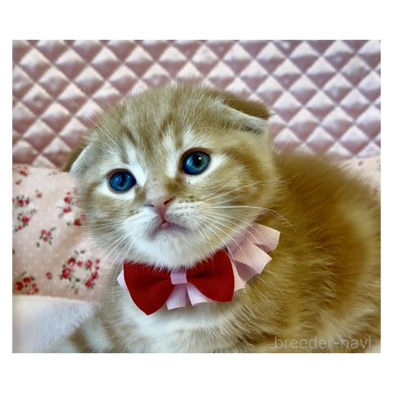 成約済の大阪府のスコティッシュフォールド(折れ耳)-133090の2枚目