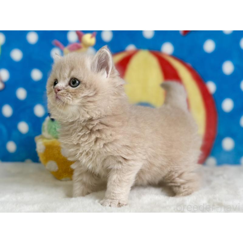 販売中の愛知県のスコティッシュフォールド-134281の6枚目