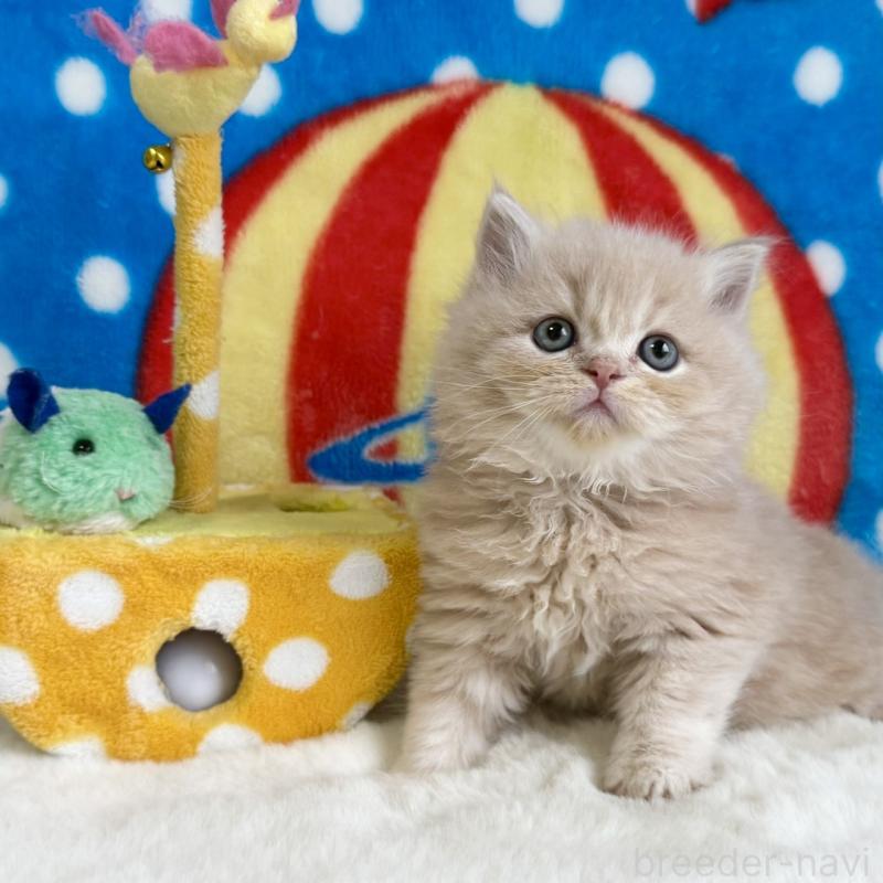 販売中の愛知県のスコティッシュフォールド-134281の1枚目