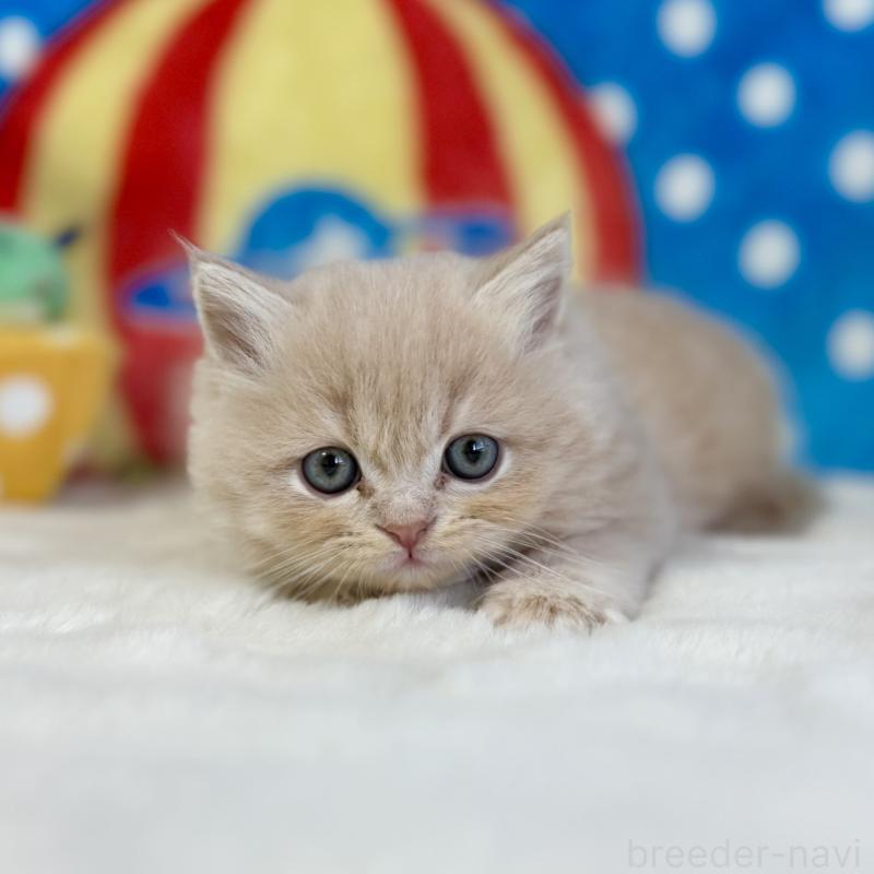 販売中の愛知県のスコティッシュフォールド-134281の4枚目