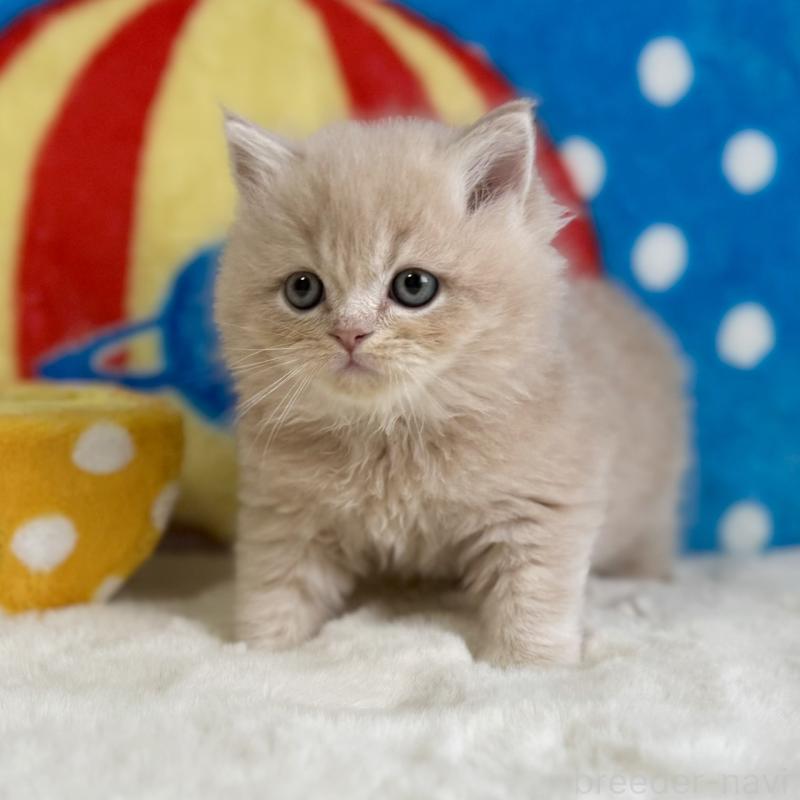 販売中の愛知県のスコティッシュフォールド-134281の5枚目