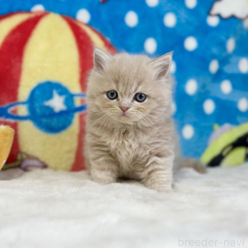 販売中の愛知県のスコティッシュフォールド-134281の2枚目