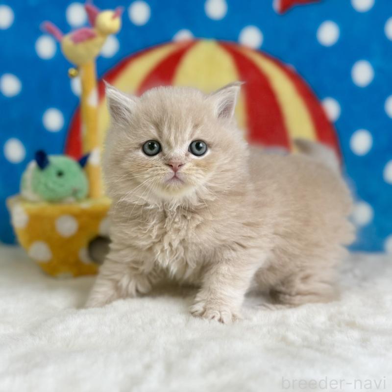 販売中の愛知県のスコティッシュフォールド-134281の3枚目