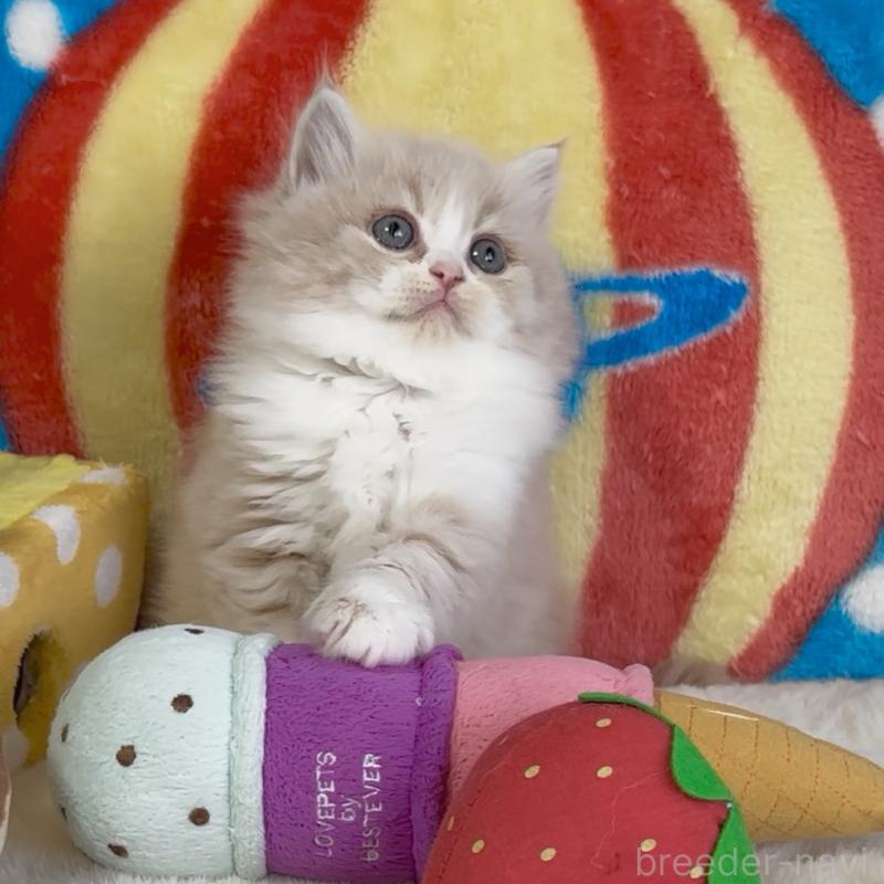 販売中の愛知県のスコティッシュフォールド-134282