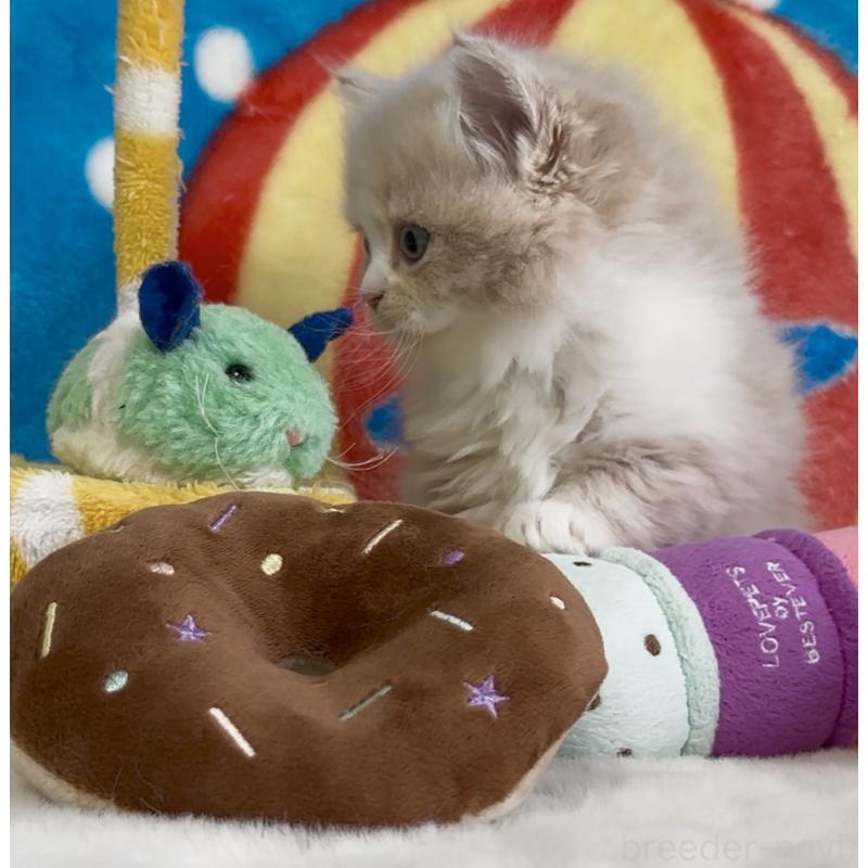 販売中の愛知県のスコティッシュフォールド-134282の6枚目