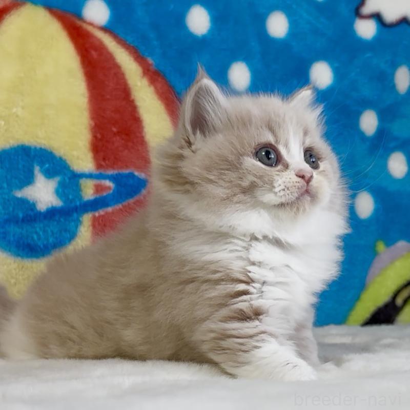 販売中の愛知県のスコティッシュフォールド-134282の5枚目