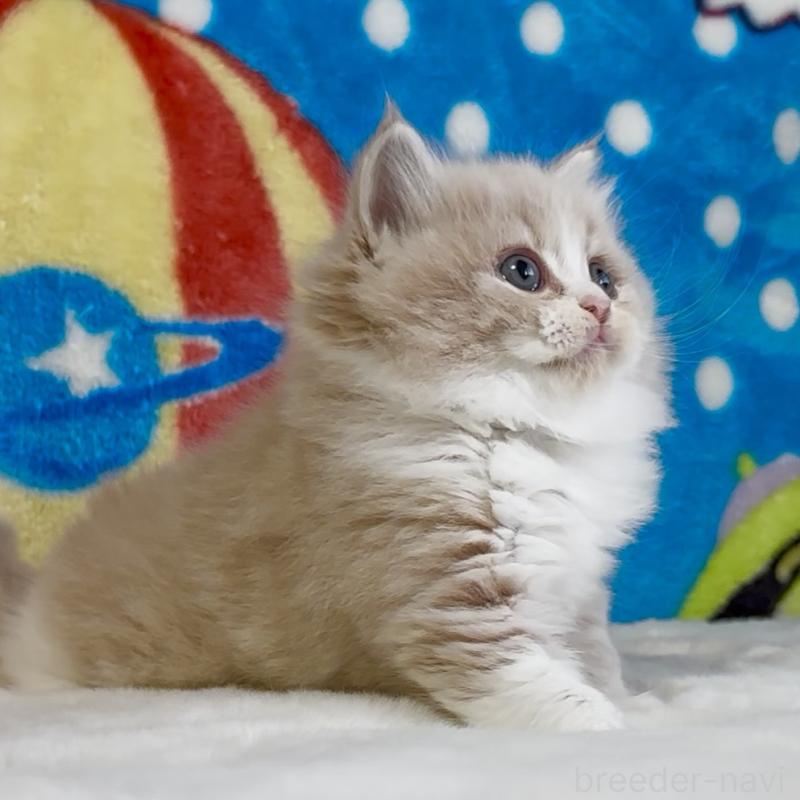 販売中の愛知県のスコティッシュフォールド-134282の4枚目