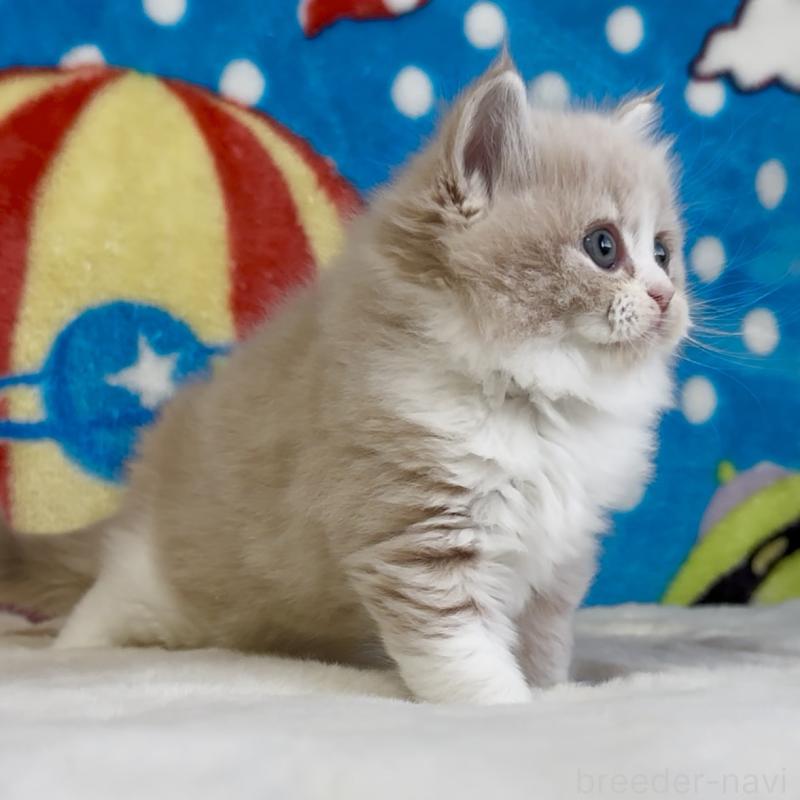 販売中の愛知県のスコティッシュフォールド-134282の3枚目