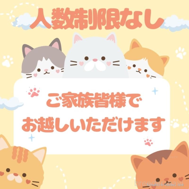 販売中の千葉県のマンチカン-134339の13枚目