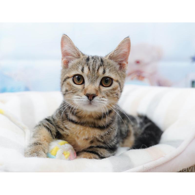 販売中の千葉県のマンチカン-134339