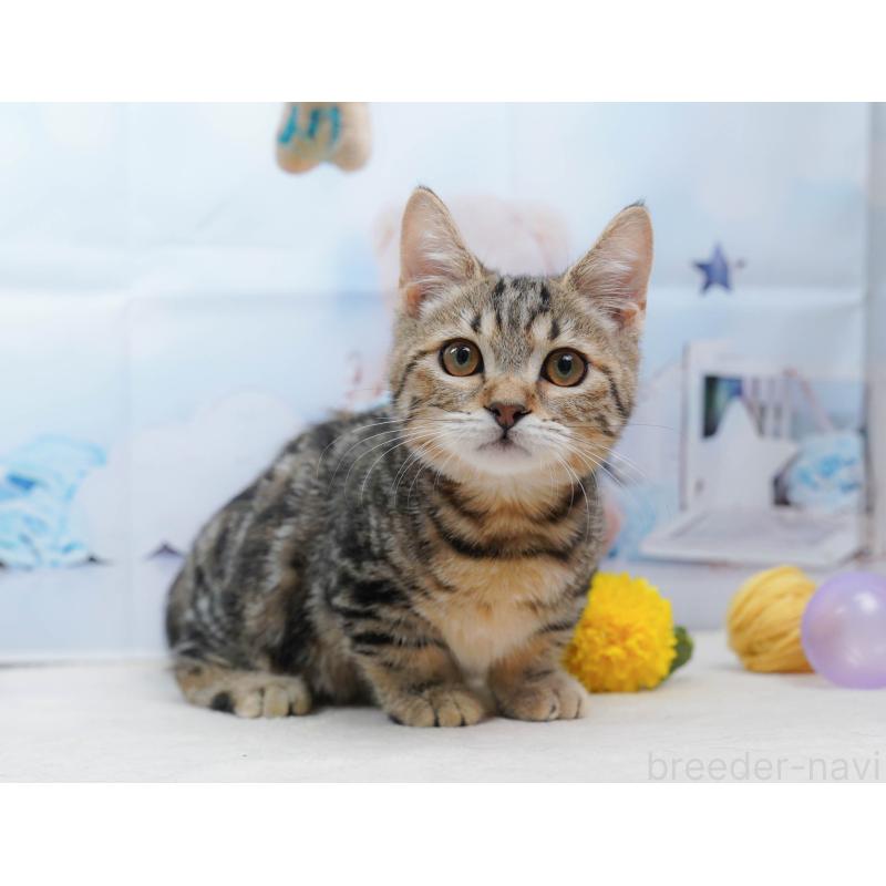 販売中の千葉県のマンチカン-134339の11枚目