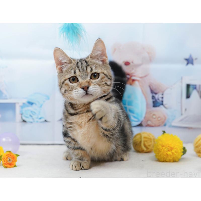 販売中の千葉県のマンチカン-134339の10枚目