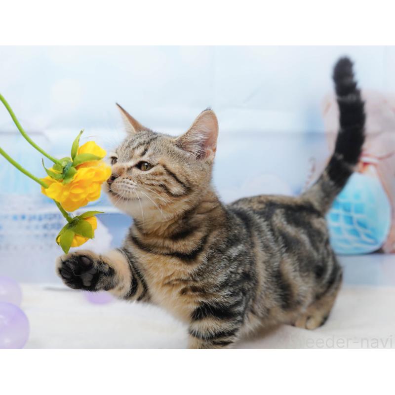 販売中の千葉県のマンチカン-134339の9枚目