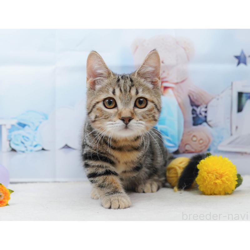 販売中の千葉県のマンチカン-134339の8枚目