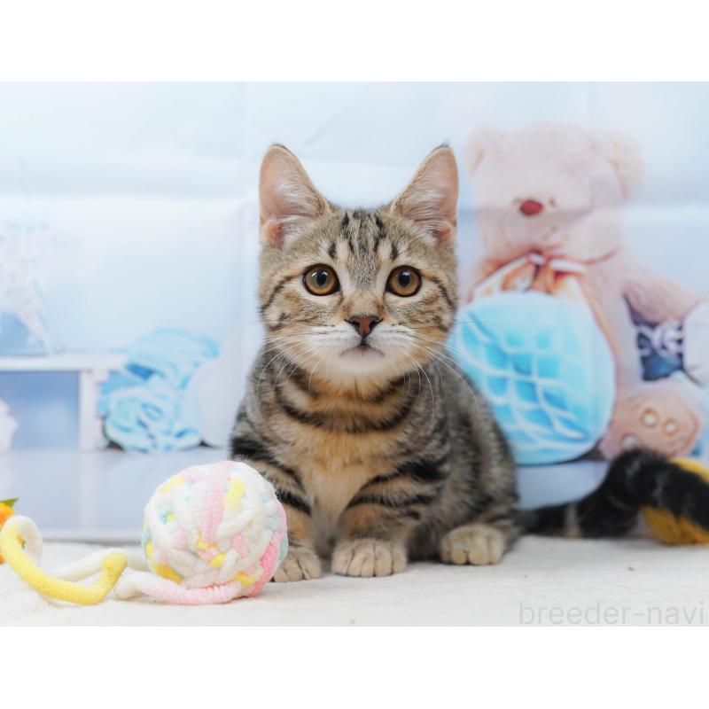 販売中の千葉県のマンチカン-134339の5枚目