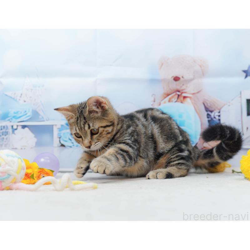 販売中の千葉県のマンチカン-134339の4枚目