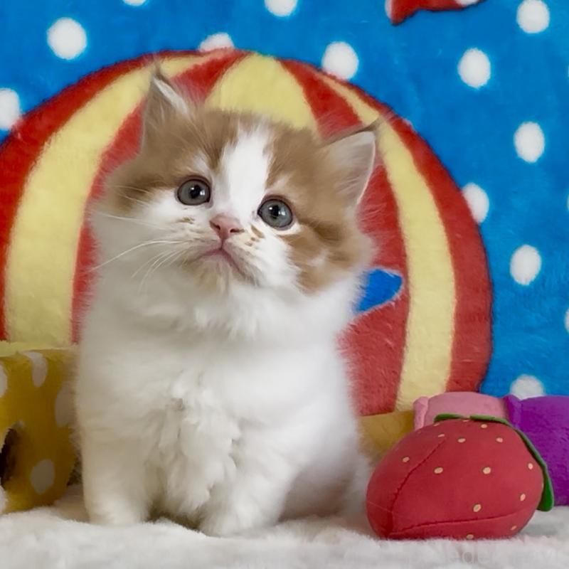 販売中の愛知県のスコティッシュフォールド-134283