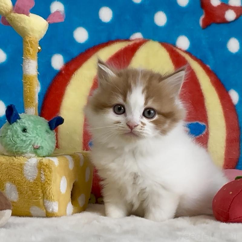 販売中の愛知県のスコティッシュフォールド-134283の7枚目