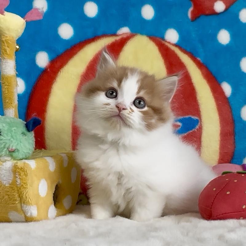 販売中の愛知県のスコティッシュフォールド-134283の5枚目