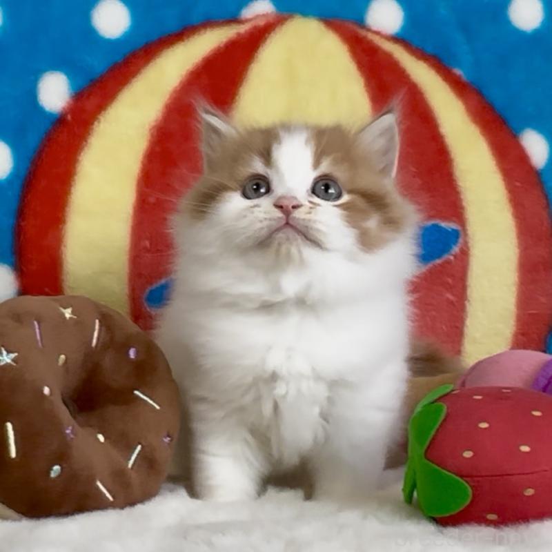 販売中の愛知県のスコティッシュフォールド-134283の6枚目