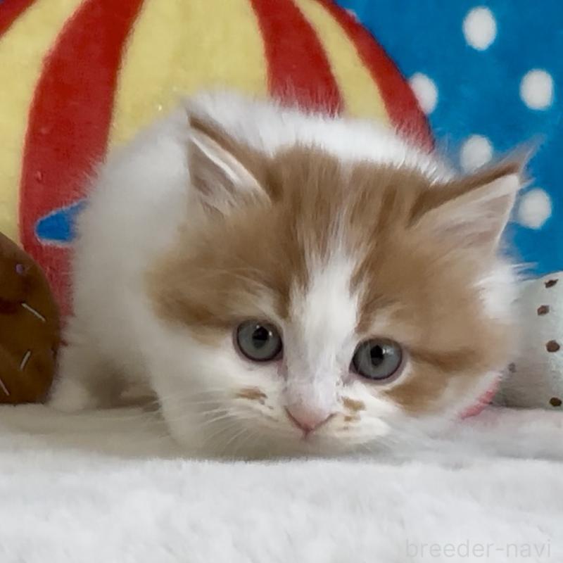 販売中の愛知県のスコティッシュフォールド-134283の4枚目