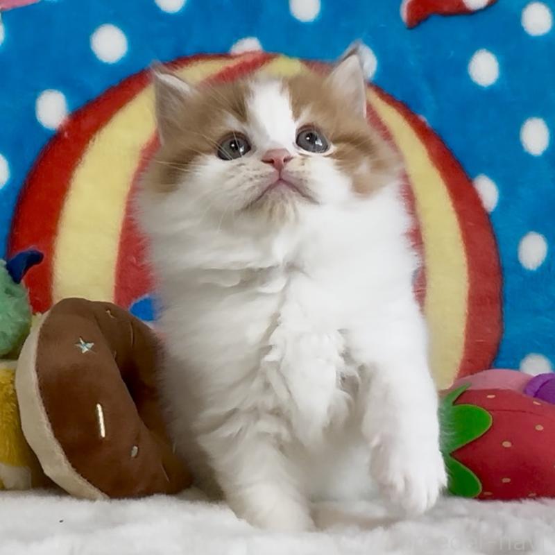 販売中の愛知県のスコティッシュフォールド-134283の3枚目