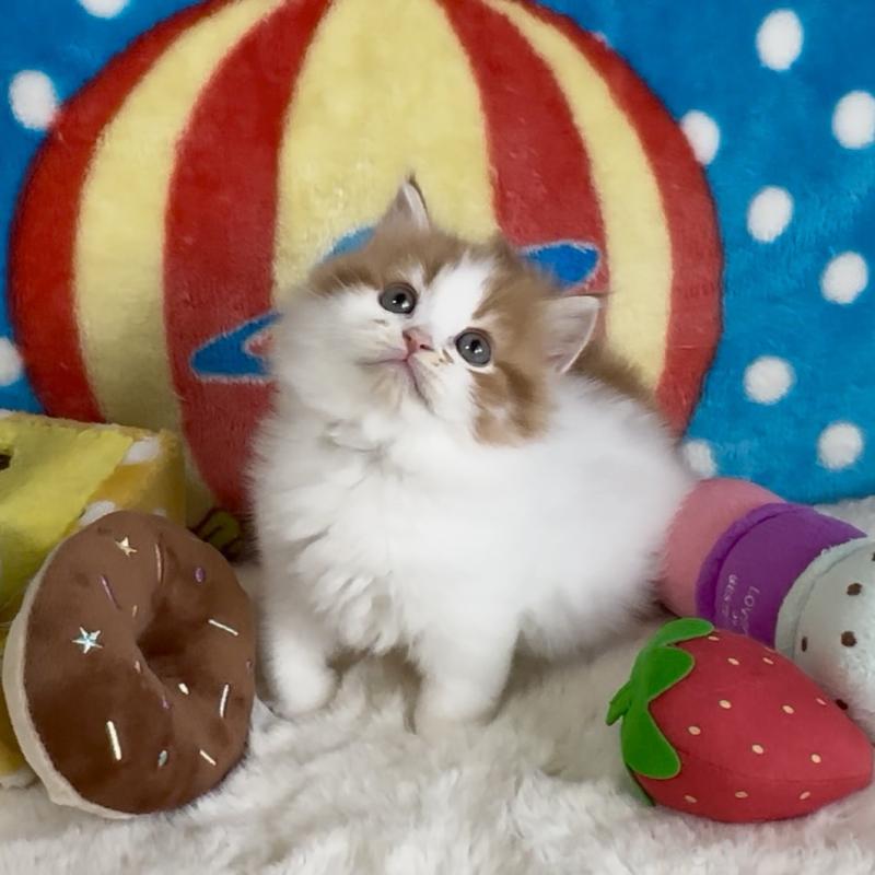 販売中の愛知県のスコティッシュフォールド-134283の2枚目