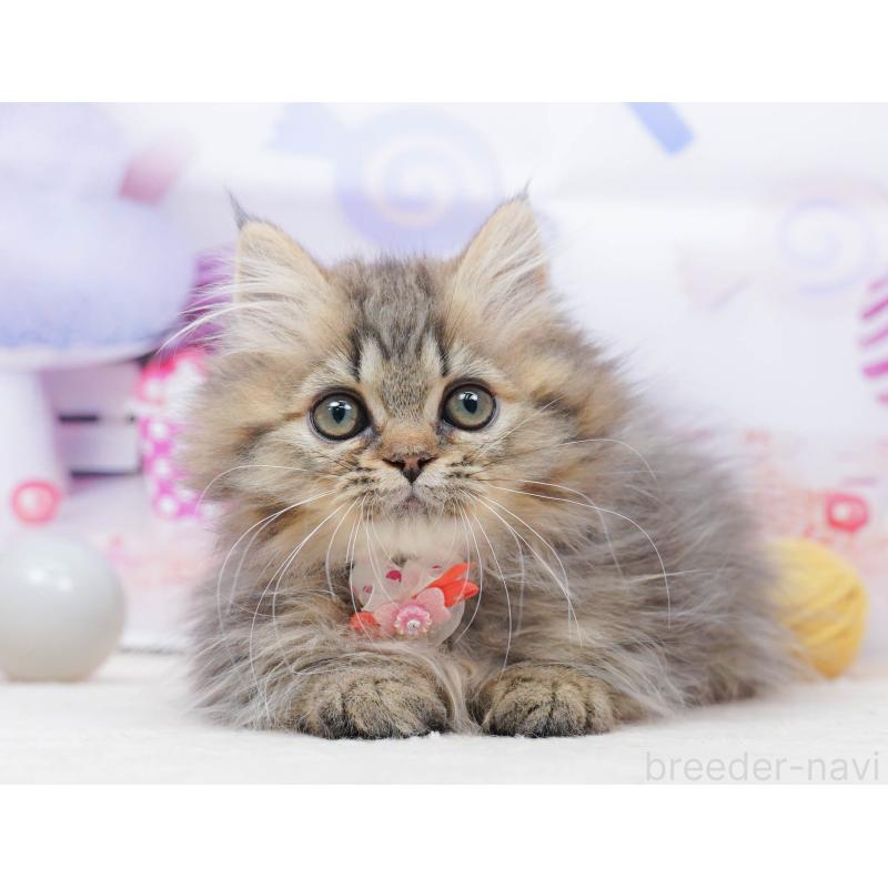 販売中の千葉県のミヌエット-134336