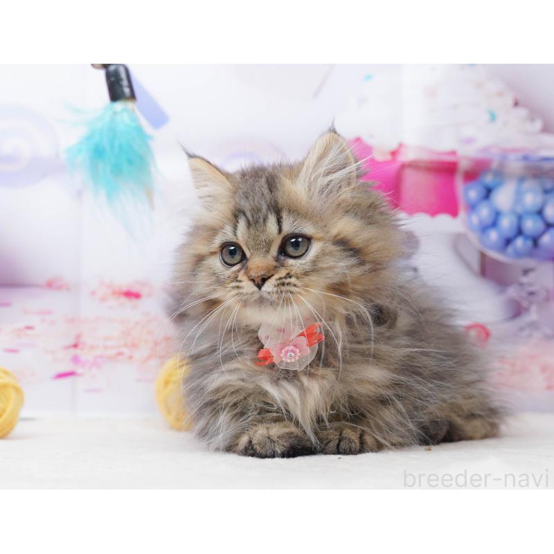 販売中の千葉県のミヌエット-134336の11枚目