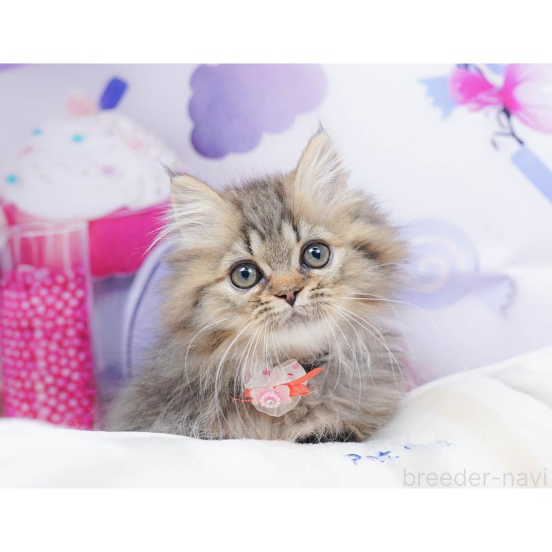 販売中の千葉県のミヌエット-134336の10枚目