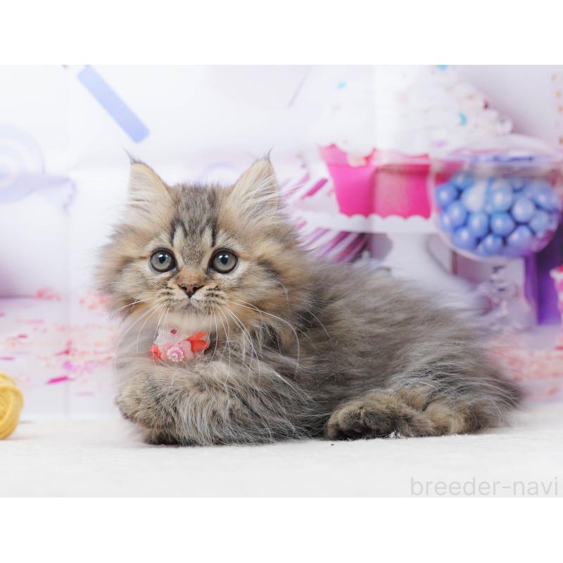 販売中の千葉県のミヌエット-134336の9枚目