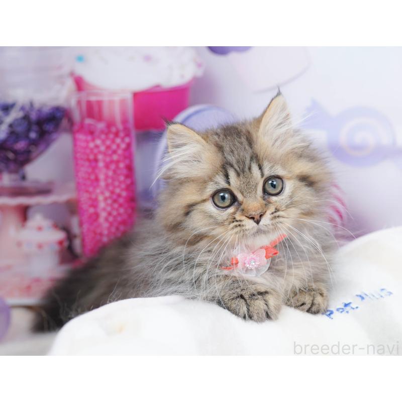 販売中の千葉県のミヌエット-134336の7枚目