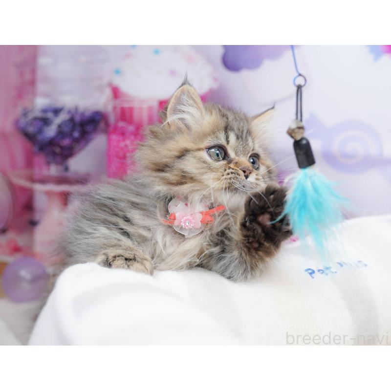 販売中の千葉県のミヌエット-134336の6枚目