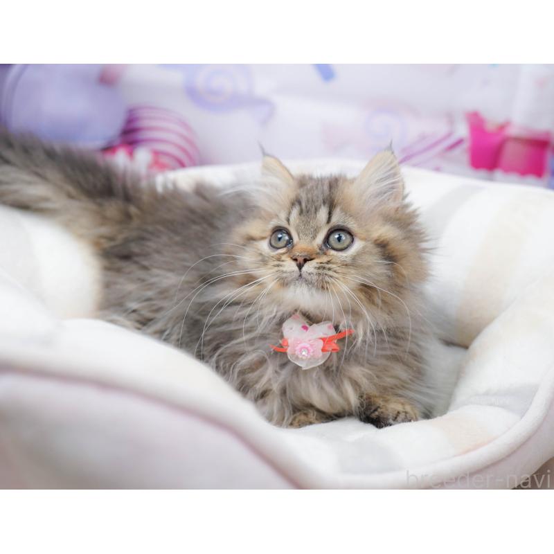 販売中の千葉県のミヌエット-134336の5枚目