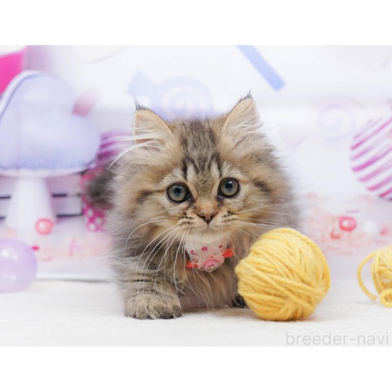 販売中の千葉県のミヌエット-134336の4枚目