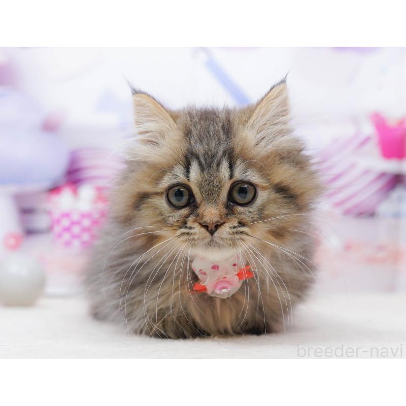 販売中の千葉県のミヌエット-134336の3枚目