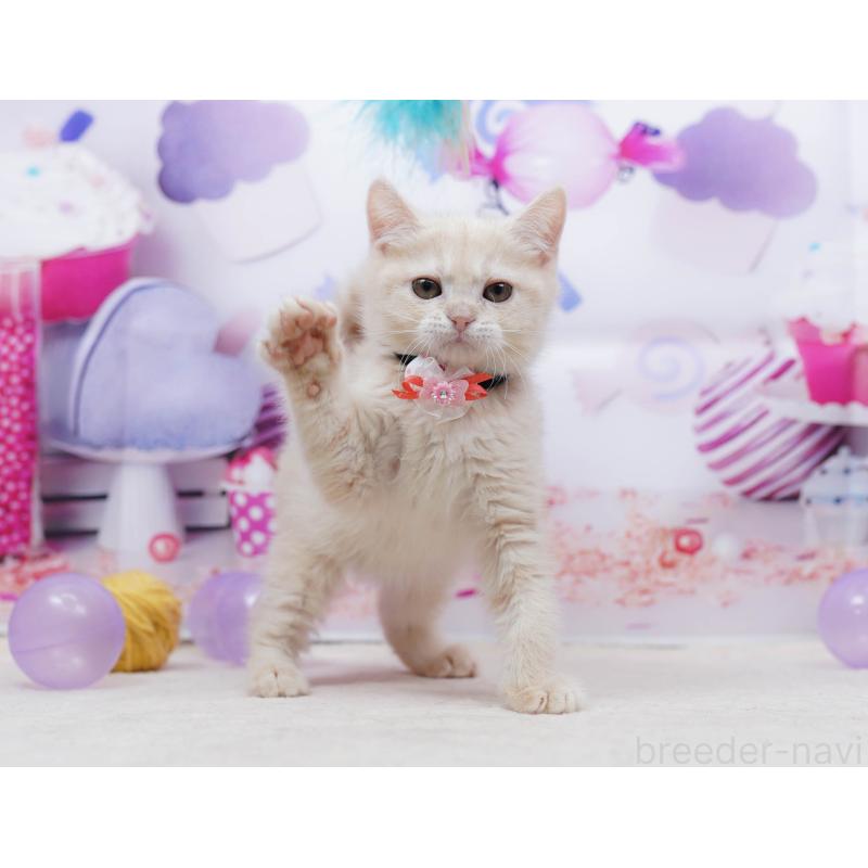 販売中の千葉県のマンチカン-135557の11枚目