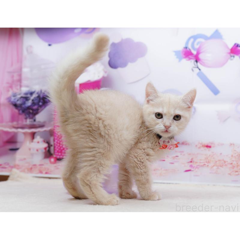 販売中の千葉県のマンチカン-135557の9枚目