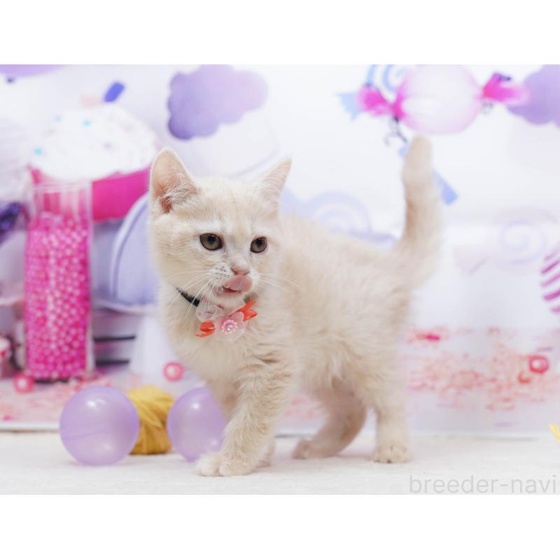 販売中の千葉県のマンチカン-135557の4枚目