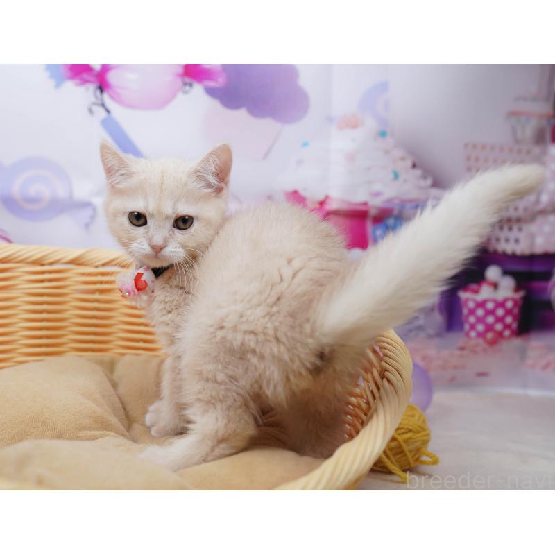 販売中の千葉県のマンチカン-135557の3枚目