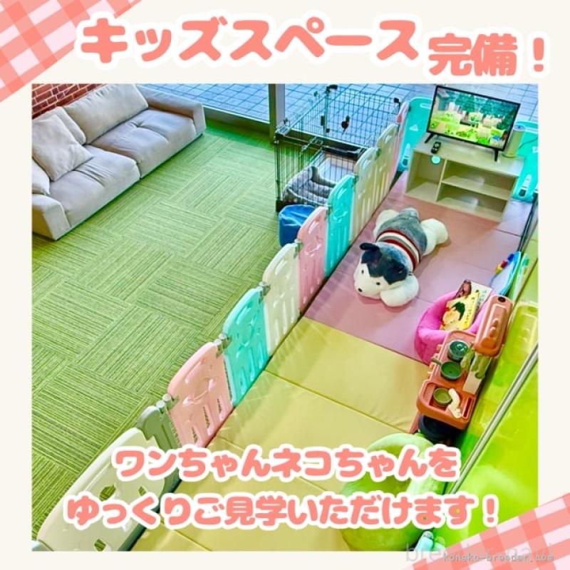 販売中の千葉県のミヌエット-134333の14枚目